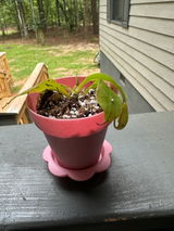 Carrdan review photo