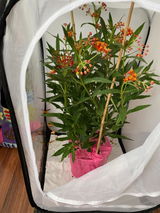 Etsy customer review photo