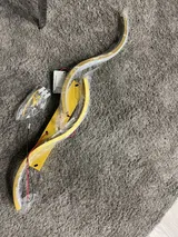 Lester review photo
