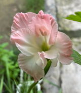 Ashwary Tiwari review photo