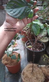 Neha Mishra review photo