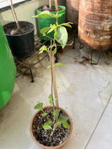 Parminder Sandhu review photo