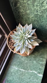 Urfi Ansari review photo