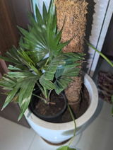 Shweta review photo
