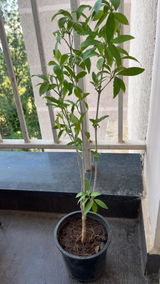 Shibani review photo