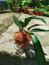 R.Sailo review photo