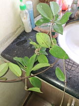 Kirti Dusi review photo
