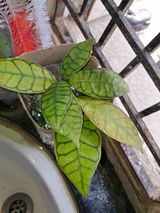 Kirtidusi review photo