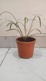 Dr. Sonu review photo