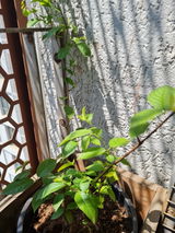 Sindhu review photo