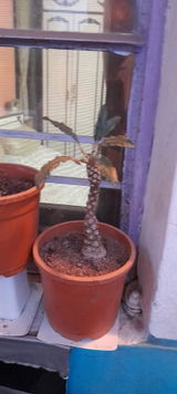 Prabir review photo