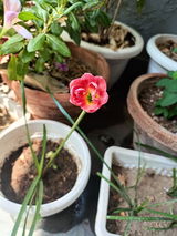 Mitali review photo
