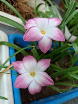 Mitali review photo