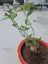 Hemant Punetha review photo