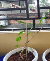 Nilut review photo