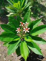 Plumeria rubra Pretty Princess Plant