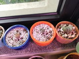 Lithop Fulviceps Aurea Living Stone Succulent Plant