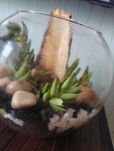 Simba's Abode Terrarium Kit