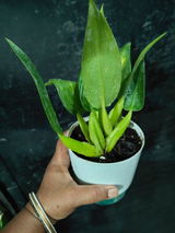 Philodendron Martianum Plant with Self Watering Pot