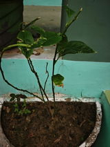 Holy Basil Ram Tulsi Plant