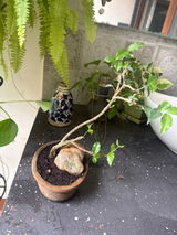 Manju review photo