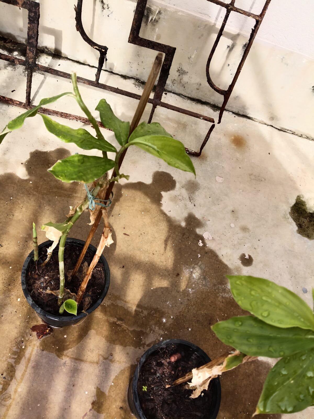 Chamaecostus Cuspidatus Insulin Plant