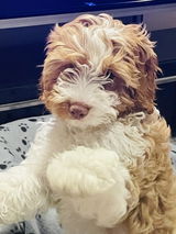 Oscar’s Mum review photo