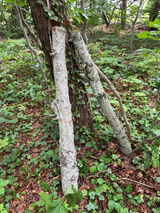 Mark Kyer review photo