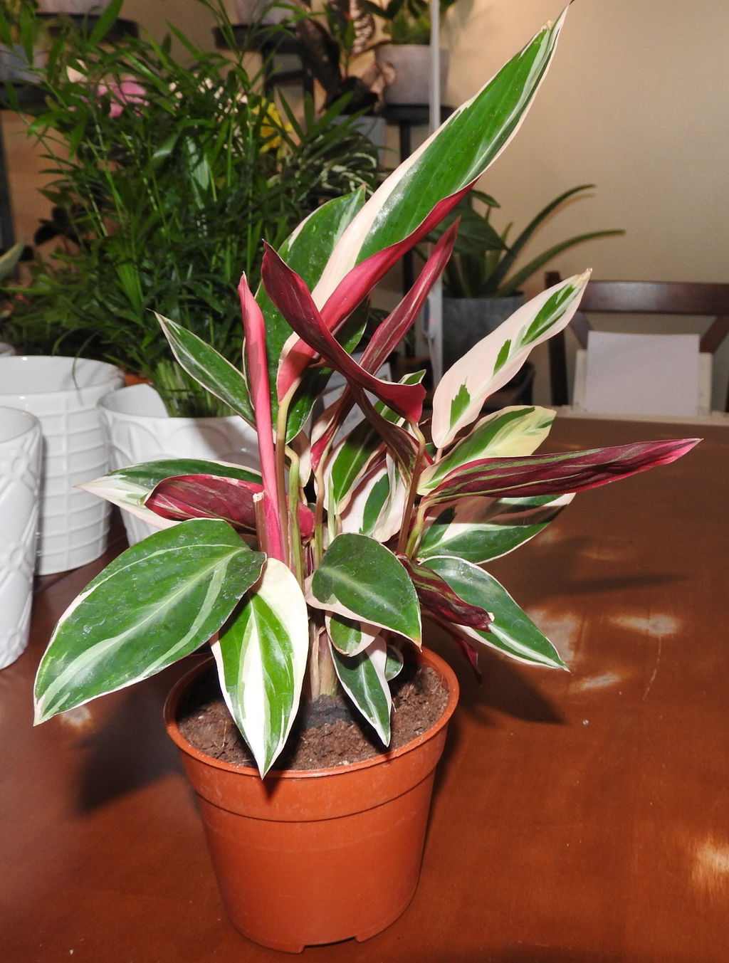 Stromanthe Triostar – Colourful Indoor Houseplant