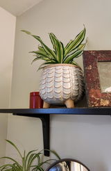 Tam review photo
