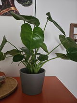 Aretha Hagi review photo