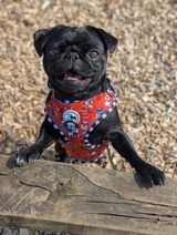Lunatic_pug review photo