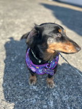 sonny_the_dachshund_ review photo