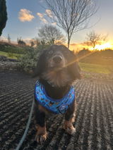 sonny_the_dachshund_ review photo