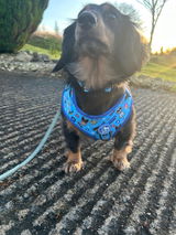 sonny_the_dachshund_ review photo