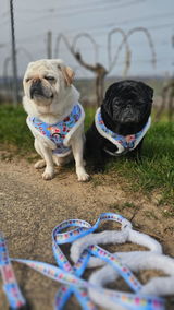 @progressive_pug review photo