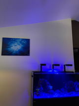 Enola review photo
