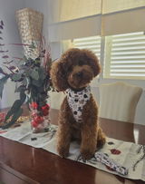 CHAS review photo