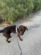 Carlota review photo