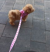 Bella review photo
