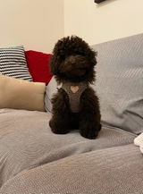 Bruno review photo