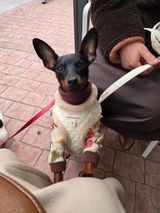 Mia Zwergpinscher review photo