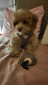 Mireya de maltipoo Cel review photo