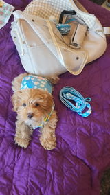 Mireya de maltipoo Cel review photo