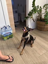 Navier Bellido Palacin review photo