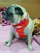 Pug Brigitte Guerrero review photo