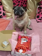 Pug Brigitte Guerrero review photo