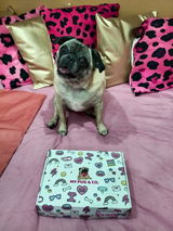 Pug Brigitte Guerrero review photo