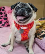 Pug Brigitte Guerrero review photo