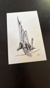 Still Woods „Ivy Afterstorm“ | Fine‑Art‑Print